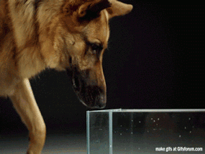 Oletko ennen miettinyt miten koira saa juotua niin paljon vettä pelkän kielen avulla? - Tässä hidastuskuva juomassa olevasta saksanpaimenkoirasta, joka saattaa avartaa maailmaasi.