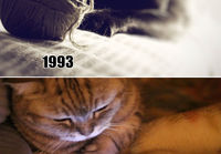 Kissat ennen ja nyt