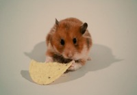 Hamsteri napostelee tortilla-sipsin