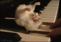 Hamsteri syö popparia pianon päällä