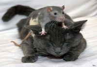 hiiri ja kissa