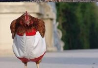 Fashion for chicken