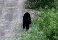 Kolmijalkainen karhu kävelee pystyssä