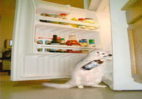 Kissa jääkaapilla