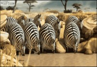 Zebrat juomassa