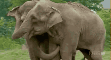 Elefantit - Elefantit tapaa ensimmäistä kertaa 22 vuoteen.