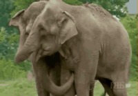 Elefantit