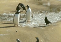 Mahtaa pingviiniä harmittaa ku ei osaa lentää.