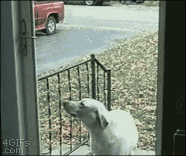 Koira - reppana ei mene ovesta ennenkuin se avataan