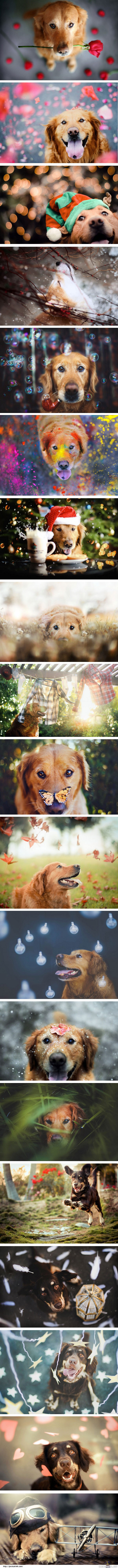 Koirakokoelma - hienoja valokuvia koirista