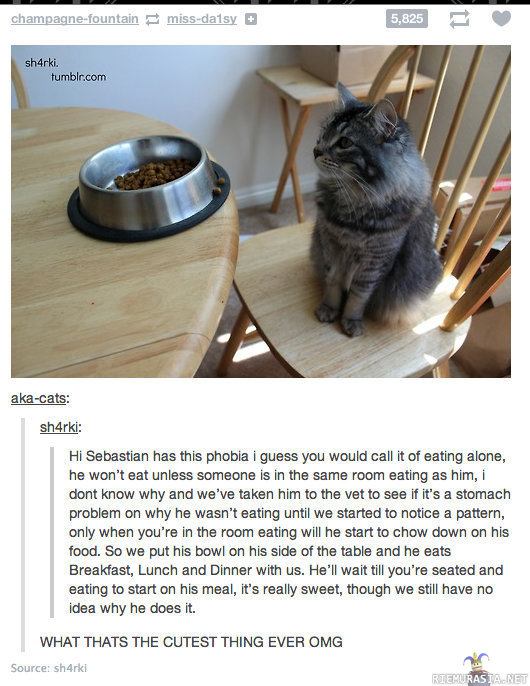 Kissa ei halua syödä yksin