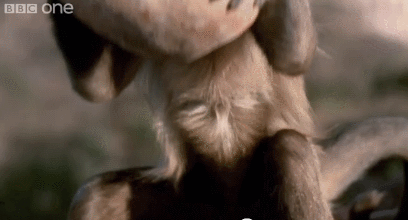Hitman monkey finds no pleasure in his job
