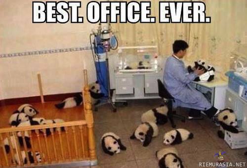 Best office ever - pandanpentuja kaikkialla :3