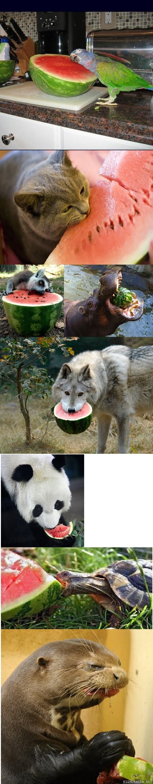 Eläimet ja vesimeloni
