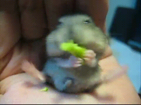 Parsakaalia - hamsteri on innoissaan parsakaalista