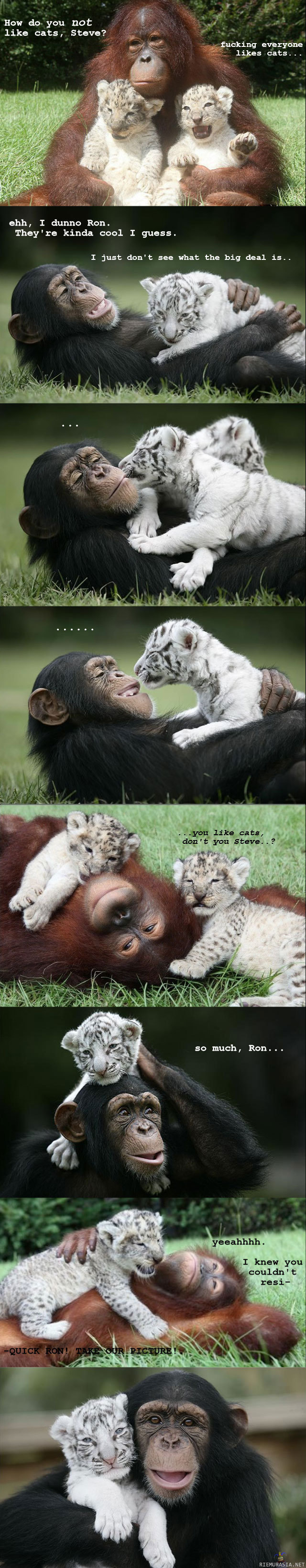 Apinat ja kissat