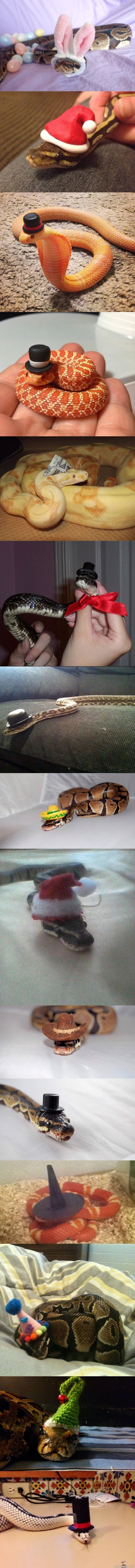 Käärmeillä hattuja
