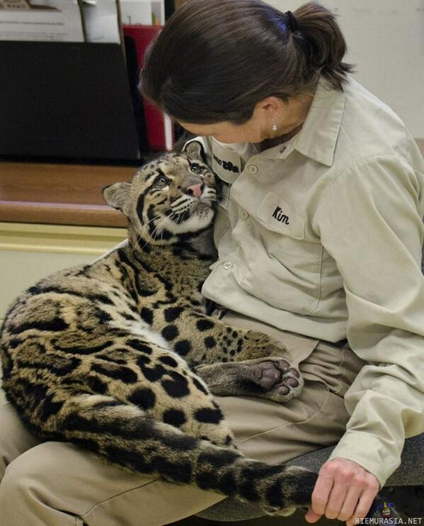 Leopardinpennun ja hoitajan herkkä hetki