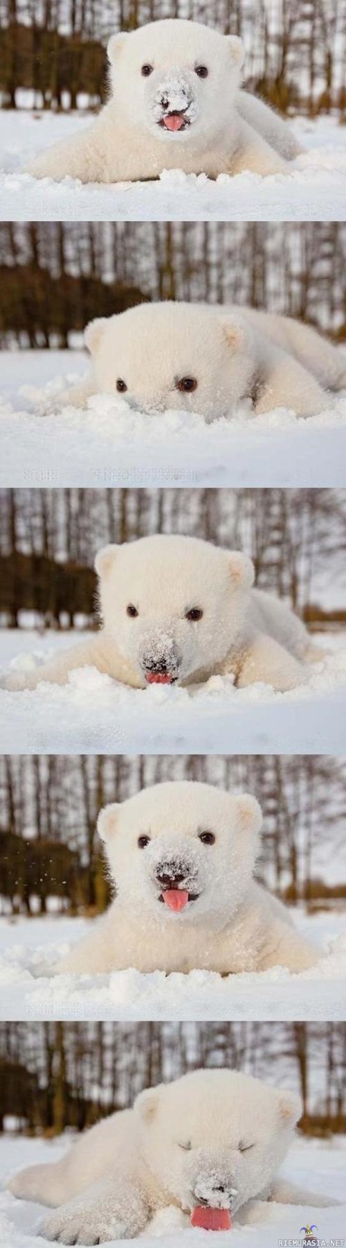 Jääkarhun pentu syömässä lunta - Jääkarhunpentu köllöttelemässä hangessa. Samalla on hyvä vähäsen maistella lumesta eri makuja.