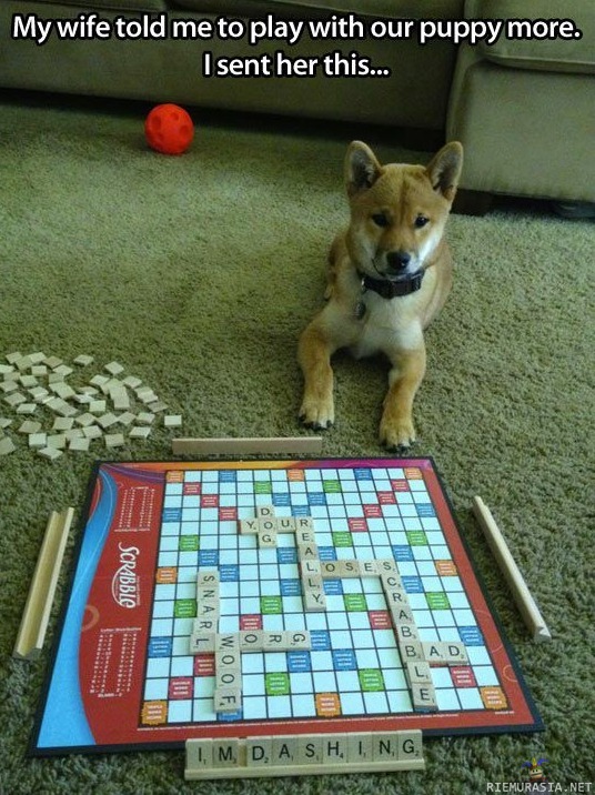 Scrabblea koiran kanssa - Sanottiin että pitää leikkiä koiran kanssa enemmän..