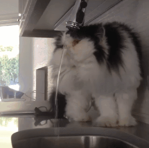 Lättänaamainen karvakamu juo hanasta vettä - Kissa ei oikein tajua miksei saa juotua..