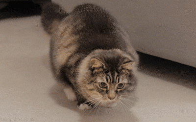 Kissa heiluu - Kohta kynnet iskeytyvät johonkin pahaa aavistamattomaan leluhiireen