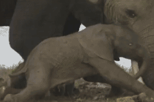 Norsuemo ja vaavi - emo menee makoilemaan pikkuisen vauvansa viereen joka ei vielä jaksa seistä omilla jaloillaan