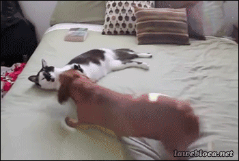 Kissan kaveri - Vauhtinakki otetaan karvaiseen kainaloon