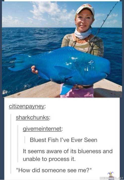 Niin sininen kala
