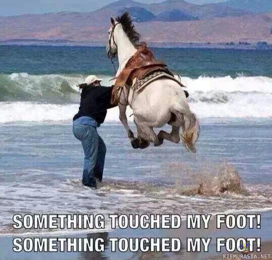 Hevonen rantavedessä - jokin koski hepan jalkaa