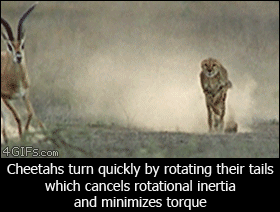 Gepardit käyttävät häntää apuna kääntymiseen kovassa vauhdissa