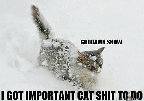 Helkkarin lumi! - Kissalla on tärkeitä mirrijuttuja tehtävänä ja hangessa pitää pohruta