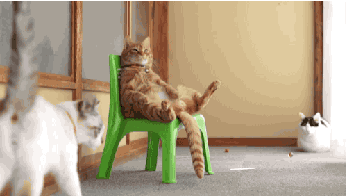 Kissa laiskottaa - ei siirry tuolilta mihinkään vaikka kaveri nuuhkii munia välillä