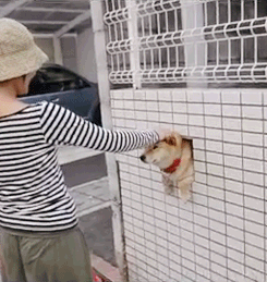 Rapsutuskolo - Koira on löytänyt kätevän kolon mistä pyytää rapsutuksia ihmisiltä