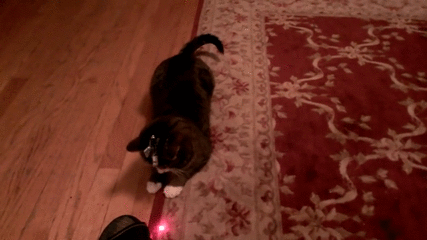Kissalla laser otsassa - ikiliikkuja on jo testaamisveiheessa