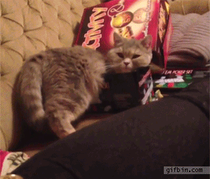 Kissan änkeäminen - Pakko mahtua laatikkoon!
