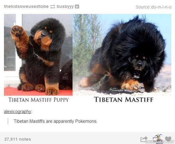 Tiibetin mastiffit - Pokemoneja selkeästi