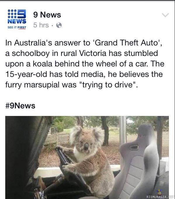 GTA Australia - Koala yritti pölliä auton
