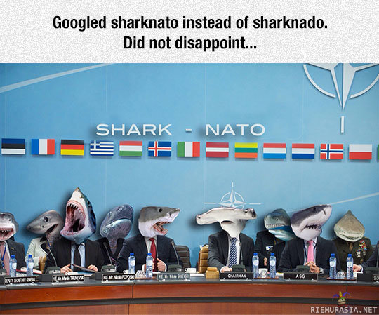 Shark Nato - Typotetun Google-haun randomeja tuloksia