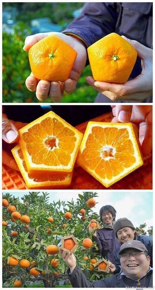Viisikulmaisia appelsiineja - Koska aasialaiset