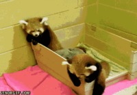 Red panda highfive