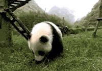 Panda ukemi