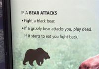 If a bear attacks