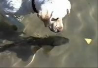 Kala tekee koiran kanssa tuttavuutta