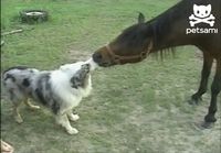 Koiran ja hevosen intohimoinen suudelma