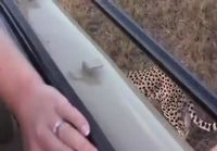 Gepardi tulee moikkaamaan turisteja safarilla
