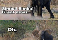 Simba is busy