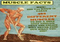 Muscle facts