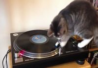 Kissa DJ
