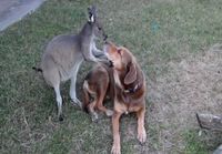 Kenguru ja koira pussailemassa